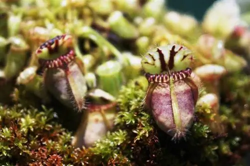 Dwarf Pitcher Care