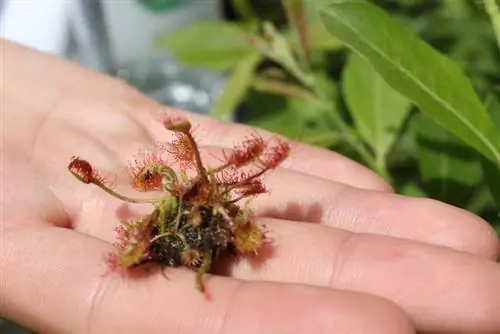 Reubicar les plantes carnívores