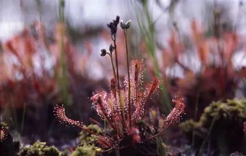 Carnivorous nroj tsuag blooms