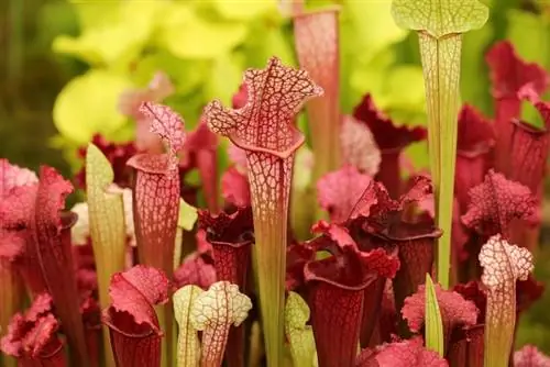 Pitcher plant calyx