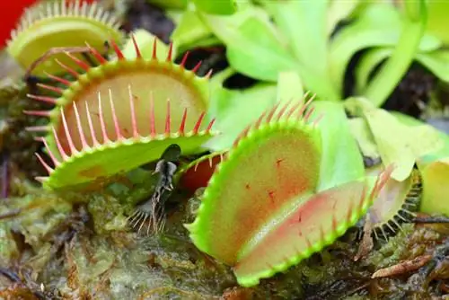 Abonament de plantes carnívores