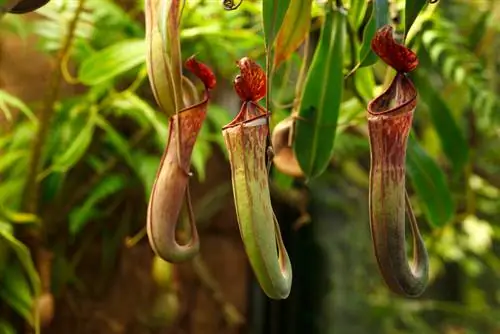 Carnivorous Plant: Funnel bilang isang mabisang bitag