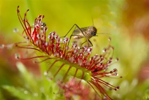 Fight mosquitoes with carnivorous plants