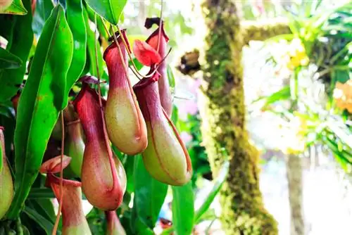 Pitcher plants: How do these carnivores live in the rainforest?