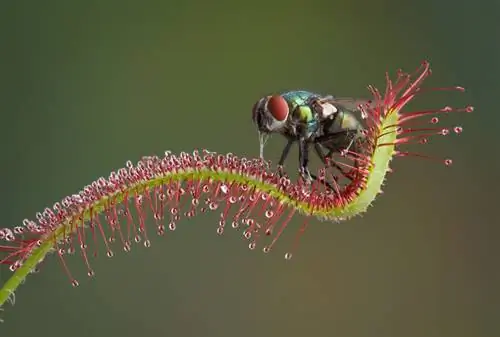 Vleesetende planten bestrijden vliegen