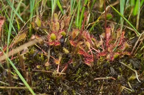 Karnivore plante in Duitsland