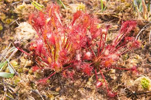 Eigenschappen van vleesetende planten