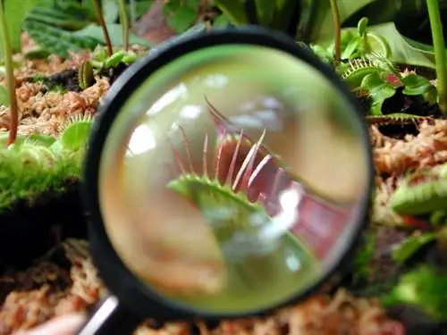 Cultivate carnivorous plants correctly in a glass