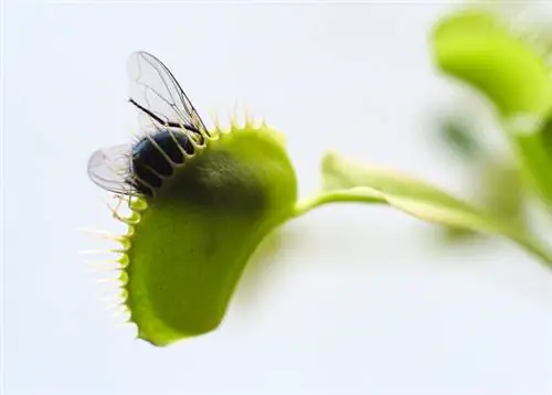 Carnivorous plants: How does their digestion work?