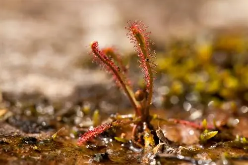 Carnivorous Plants Frost