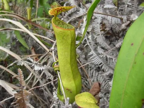 বৃহত্তম মাংসাশী উদ্ভিদ