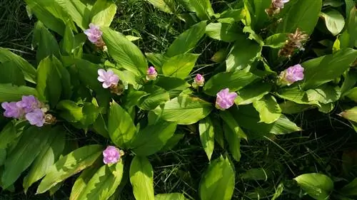 Curcuma dans le jardin : des soins appropriés pour des feuilles saines