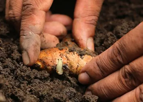 Plantando açafrão