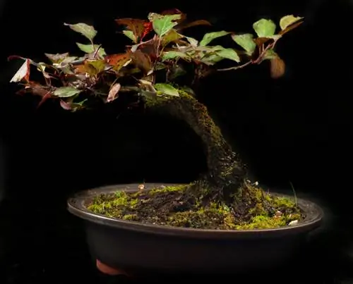 Bonsai Prunus serrulata