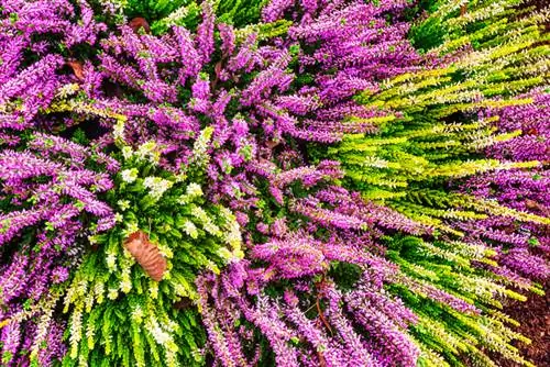 Plant sneeuheide