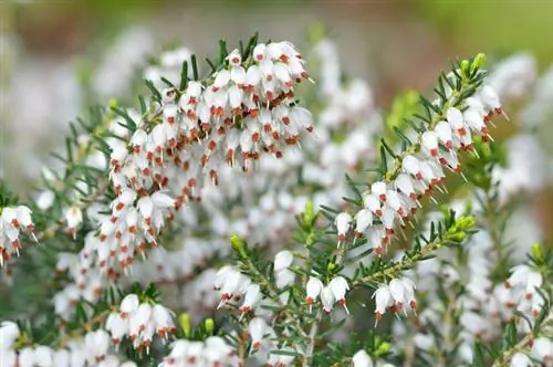 Winter heather: How to cut the plants correctly