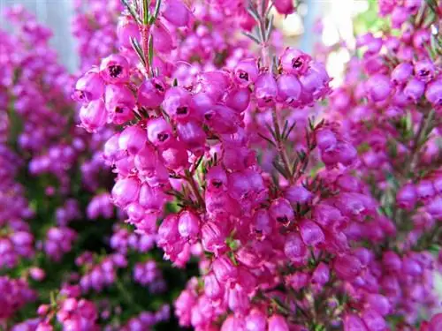 Verzorging van winterheide: tips voor weelderige bloemen