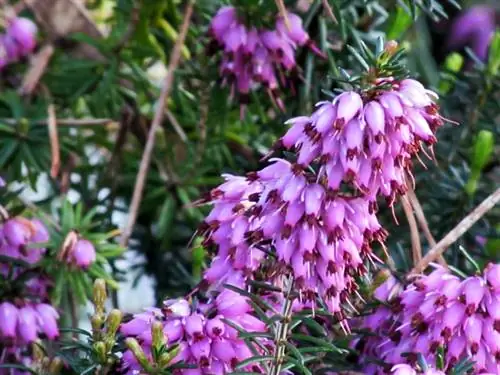 Winter heather flowering time: harbinger of spring in snow and ice