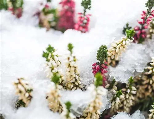 A urze de inverno pode passar o inverno em uma caixa de varanda? dicas e truques