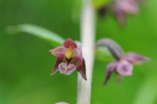 Terrestrial orchids: Fascinating species for the home garden