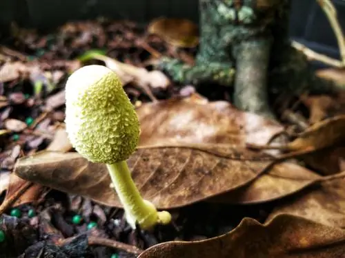 witte champignons in een bloempot