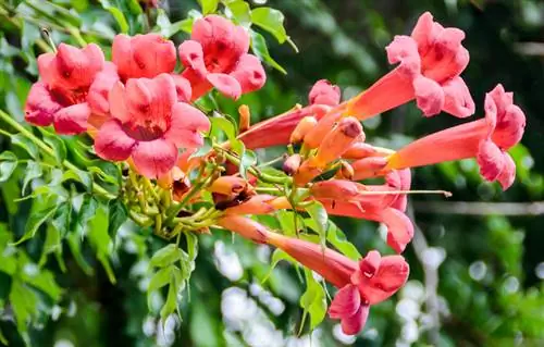 Fleur trompette : c'est ainsi que vous garantissez une période de floraison luxuriante