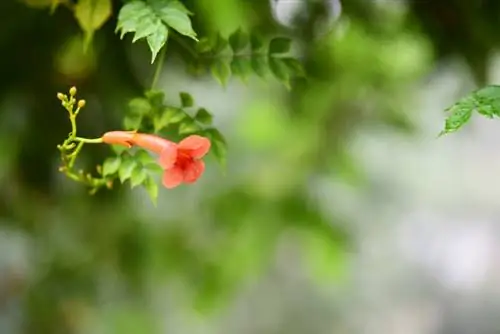 Climbing trumpet does not bloom