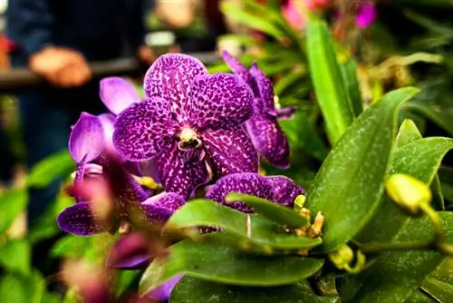 Vanda Orquídea: Flores recusadas, dicas de cuidados para o resgate