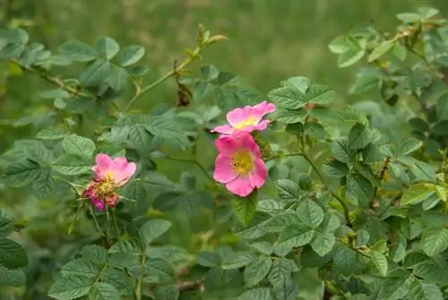 Grow rose hedges