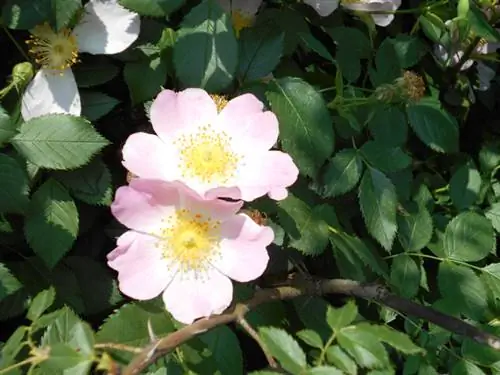 Rose hedge cutting