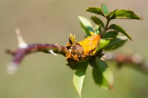 Ruggine delle rose