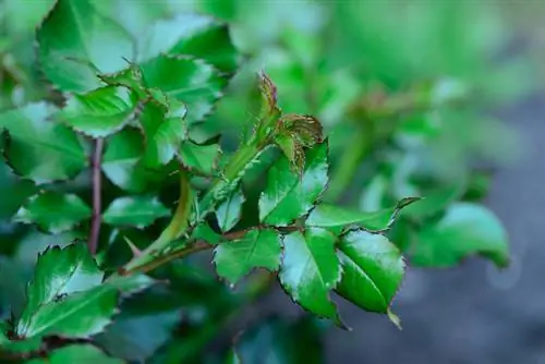 Cuidando rosas en primavera