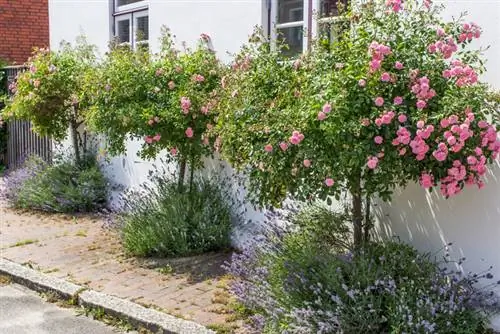 Tagliare i gambi delle rose: ecco come funziona senza problemi