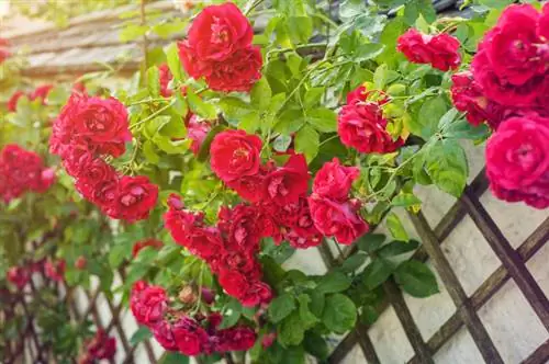 Homemade Rose trellis