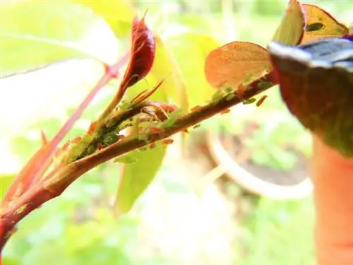 Ongedierte op rozen: hoe je de plaag op natuurlijke wijze kunt bestrijden