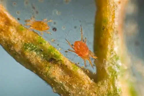 Rose spider mites