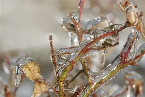 Overwintering standard na mga rosas: Paano protektahan ang mga ito mula sa hamog na nagyelo