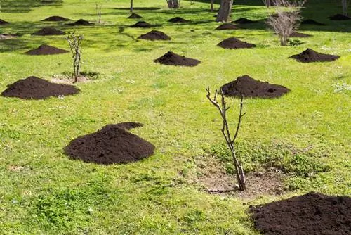 Prendre soin de manière optimale de ses rosiers : quand et avec quel engrais ?