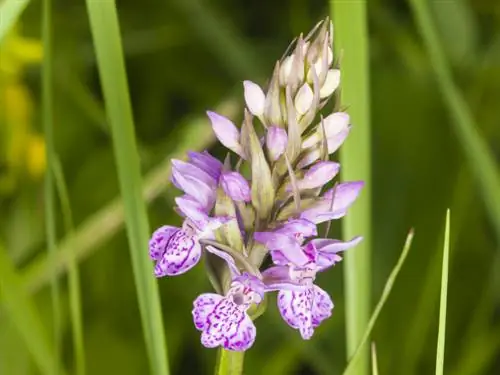 Poda de orquídea terrestre