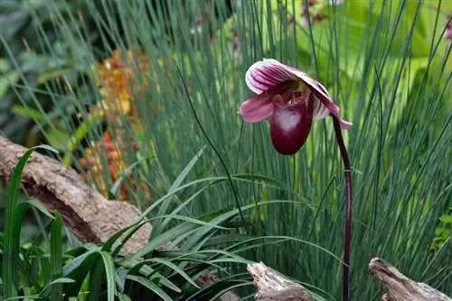 Lady's slipper orchid garden