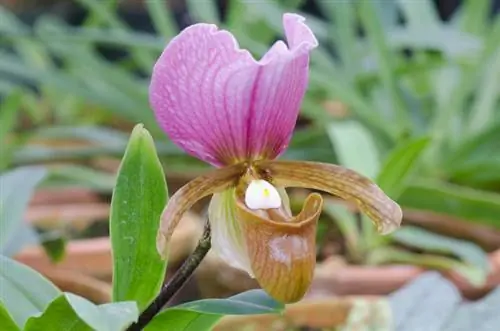 ভদ্রমহিলার স্লিপার অর্কিড জল দেওয়া