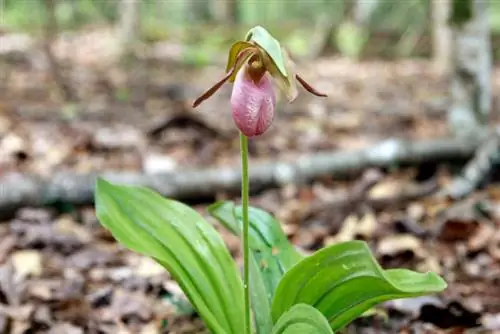 Lady's Slipper Orchid Frost