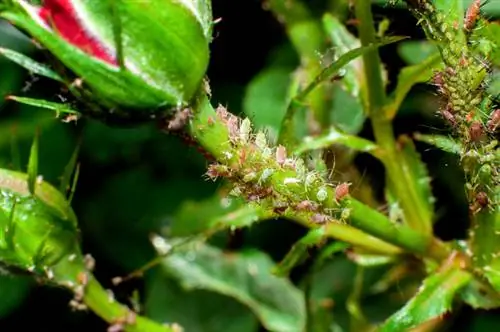 Roosiektes in die lente: voorkoming en behandeling