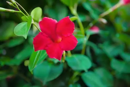 esquejes de mandevilla