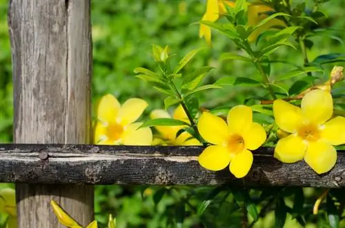 Mandevilla vieta