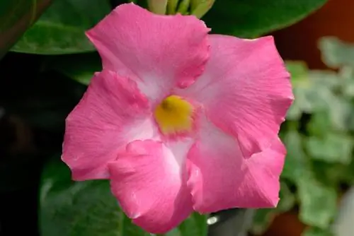 Repot Mandevilla