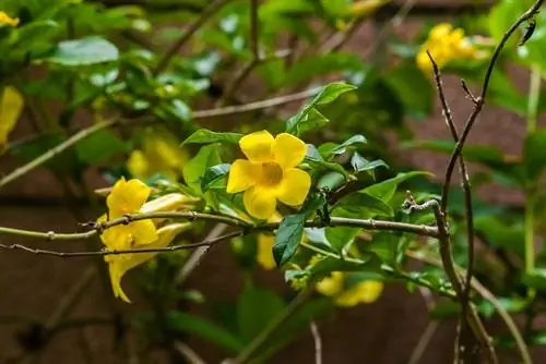 Cortar brotes de Mandevilla