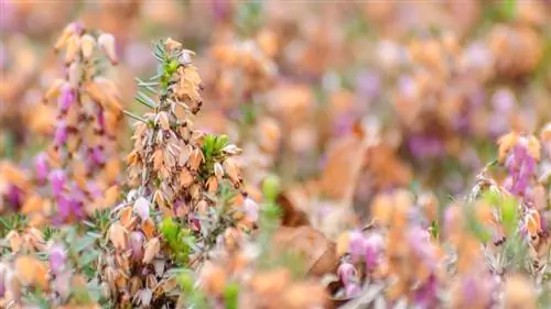 Onderhou Winderheide in die somer