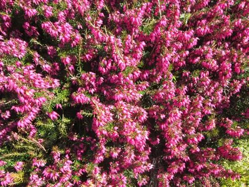 Erica delle nevi perenne