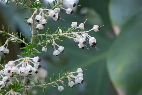 Embun beku pohon heather